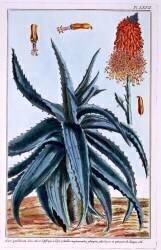 Aloe (Pierre-Joseph Buchoz) - Muzeo.com