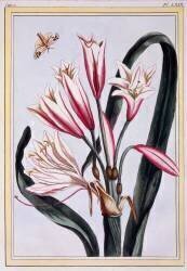 Amaryllis (Pierre-Joseph Buchoz) - Muzeo.com