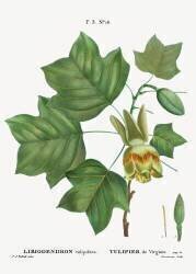 American tulip tree (Pierre Joseph Redouté) - Muzeo.com