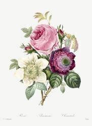Anemone and cabbage rose (Pierre Joseph Redouté) - Muzeo.com