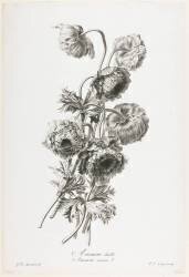 Anemone Double (Gérard van Spaendonck) - Muzeo.com