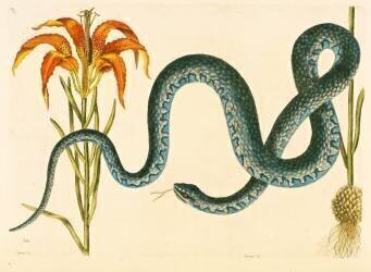 Anguis (Mark Catesby) - Muzeo.com