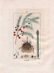 Asperge (Pierre Jean Francois Turpin) - Muzeo.com