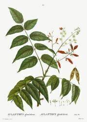 Aylanthus glandulosa (Pierre Joseph Redouté) - Muzeo.com