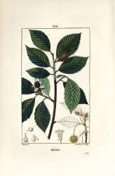 Beech tree (Pierre Jean Francois Turpin) - Muzeo.com