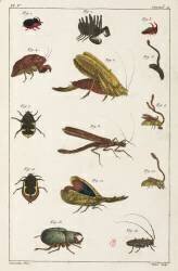 Beetles and other insects (anonymous) - Muzeo.com