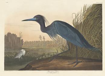 Blue Crane or Heron (John James Audubon) - Muzeo.com