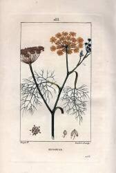 Botany: Fennel (Pierre Jean Francois Turpin) - Muzeo.com