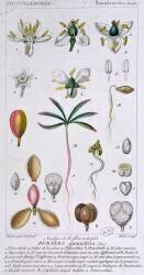 Bursera Gummifera (Pierre Jean Francois Turpin) - Muzeo.com