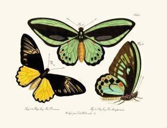Butterflies (anonymous) - Muzeo.com