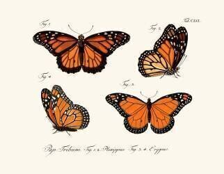 Butterflies (anonymous) - Muzeo.com