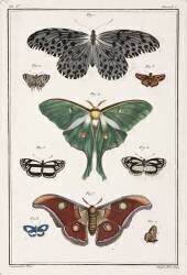 Butterflies (anonymous) - Muzeo.com