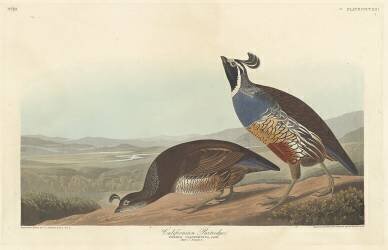 Californian Partridge (John James Audubon) - Muzeo.com