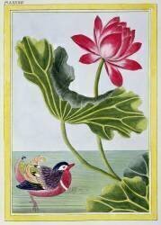 Chinese Red Water Lily (Pierre-Joseph Buchoz) - Muzeo.com
