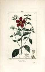 Cistus of Crete - Gum cistus (Pierre Jean Francois Turpin) - Muzeo.com