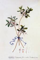 Cistus Virginiana (Georg Dionysius Ehret) - Muzeo.com