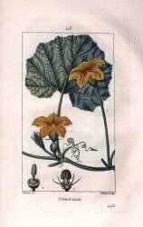 Citrouille (Pierre Jean Francois Turpin) - Muzeo.com