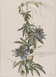 Clématite d'Amérique à cinq feuilles ou fleur de la Passion (Nicolas Robert) - Muzeo.com