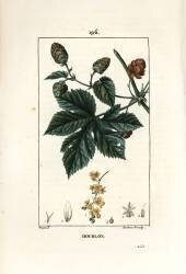 Climbing hops - Hops (Pierre Jean Francois Turpin) - Muzeo.com