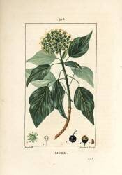Climbing Ivy - Common ivy (Pierre Jean Francois Turpin) - Muzeo.com