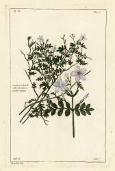 Common jasmine (Dupin) - Muzeo.com