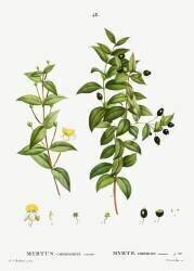Common myrtle (Pierre Joseph Redouté) - Muzeo.com