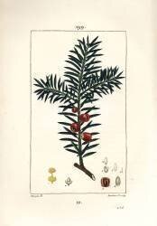 Common yew or yew a berries (Pierre Jean Francois Turpin) - Muzeo.com