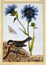 Cornflower (Pierre-Joseph Buchoz) - Muzeo.com