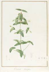 Correa Vieisiflora (Pierre Joseph Redouté) - Muzeo.com