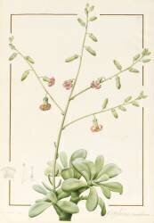 Cotyledon Cardiflorum (Pierre Joseph Redouté) - Muzeo.com