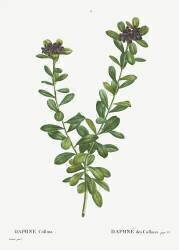 Daphne sericea (Pierre Joseph Redouté) - Muzeo.com