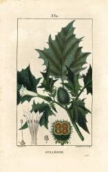 Datura officinal (Pierre Jean Francois Turpin) - Muzeo.com