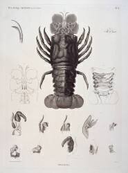 Description de l'Egypte : Zoologie, crustacé : homard (Salvatore Tresca) - Muzeo.com