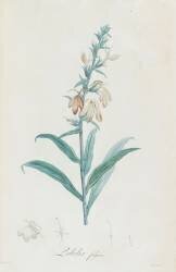 Description des plantes rares que l'on cultive à Navarre et à Malmaison (Pierre Joseph Redouté) - Muzeo.com