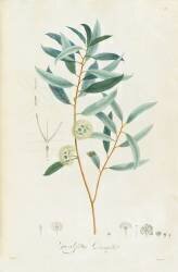 Description des plantes rares que l'on cultive à Navarre et à Malmaison (Pierre Joseph Redouté) - Muzeo.com