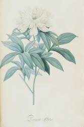 Description des plantes rares que l'on cultive à Navarre et à Malmaison (Pierre Joseph Redouté) - Muzeo.com