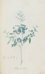 Description des plantes rares que l'on cultive à Navarre et à Malmaison (Pierre Joseph Redouté) - Muzeo.com