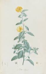 Description des plantes rares que l'on cultive à Navarre et à Malmaison (Pierre Joseph Redouté) - Muzeo.com