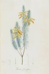 Description des plantes rares que l'on cultive à Navarre et à Malmaison (Pierre Joseph Redouté) - Muzeo.com