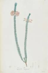 Description des plantes rares que l'on cultive à Navarre et à Malmaison (Pierre Joseph Redouté) - Muzeo.com