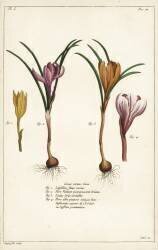 Different species of spring crocus (Dupin) - Muzeo.com