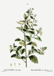Eastern baccharis (Pierre Joseph Redouté) - Muzeo.com