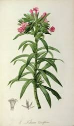 Echium Grandiflorum (Pierre Joseph Redouté) - Muzeo.com