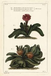 Elkhorn plant (Dupin) - Muzeo.com