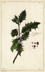 European holly (Dupin) - Muzeo.com