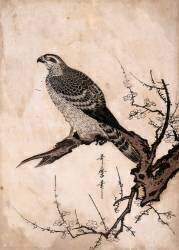 Falcon on a branch of plum (Kitagawa Utamaro) - Muzeo.com