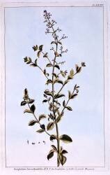 Figwort (Pierre-Joseph Buchoz) - Muzeo.com
