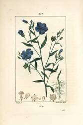 Flax - Linseed (Pierre Jean Francois Turpin) - Muzeo.com
