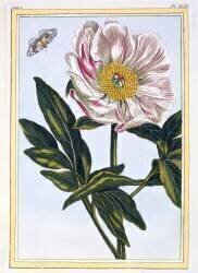 Flesh coloured Common Peony (Pierre-Joseph Buchoz) - Muzeo.com