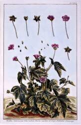Flowering Maple or Indian Mallow (Pierre-Joseph Buchoz) - Muzeo.com